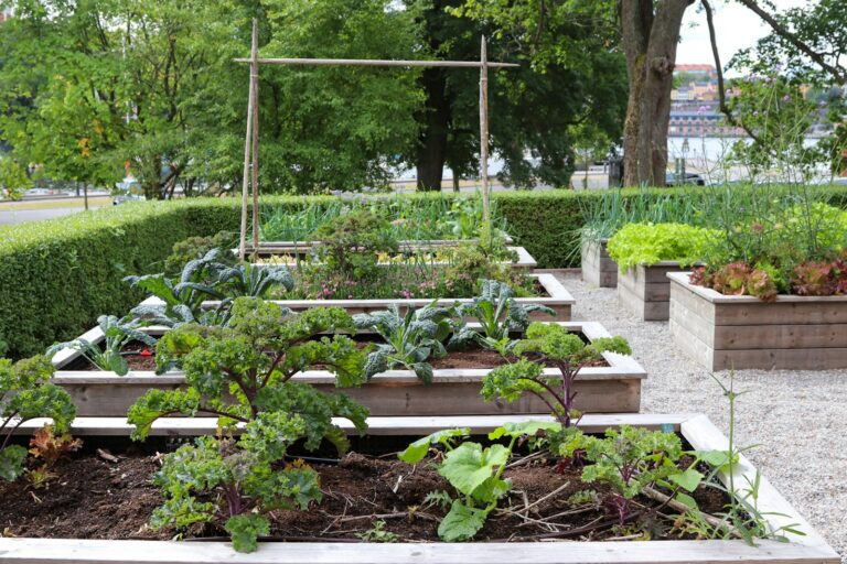 Vegetables grow beautifully in raised garden beds.
