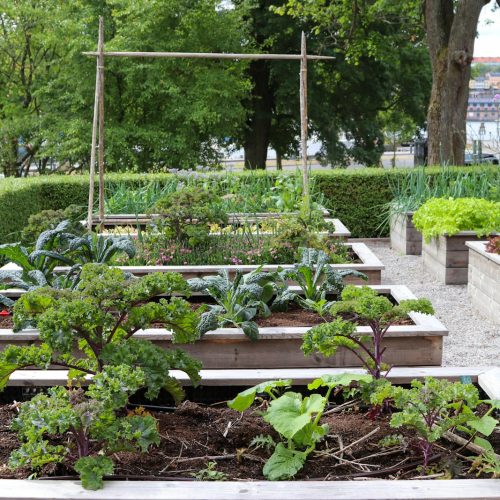 Vegetables grow beautifully in raised garden beds.